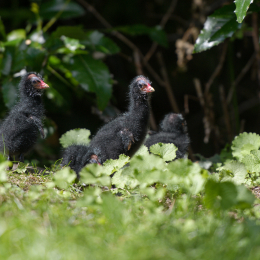 Zoo_Frankfurt_20120722-006