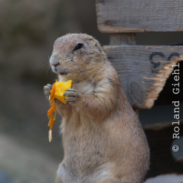 Zoo_Hannover-20130822-276