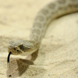 Vivarium_2011-12-26__41