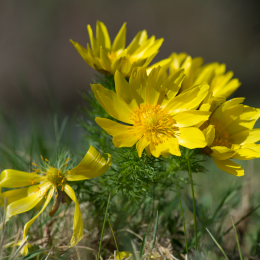 Botanischer_Garten_Wuerzburg_20120401-024