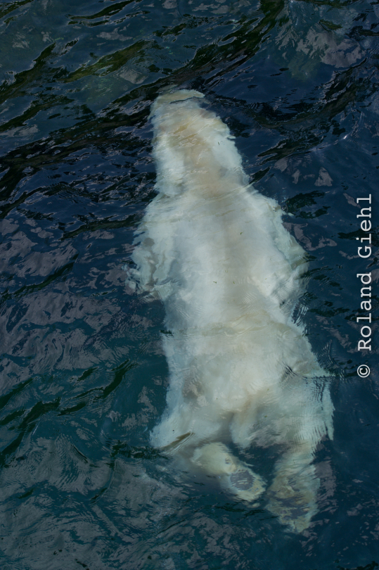 Zoo_Hannover-20130822-337