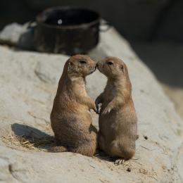 Zoo_Hannover-20130822-282