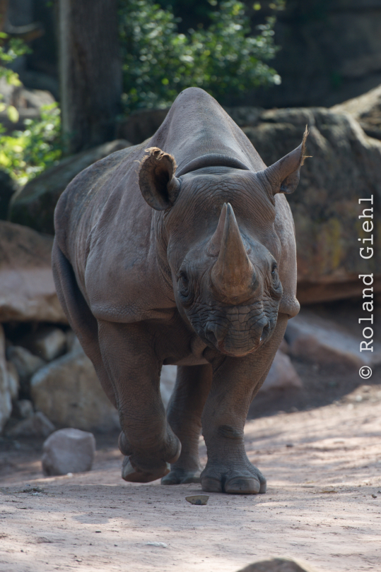 Zoo_Hannover-20130822-001
