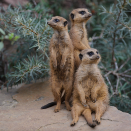 zoom_gelsenkirchen_2011-09-10_39