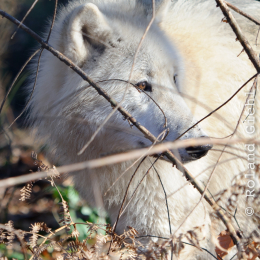 Fasanerie_Hanau_2012-01-15_09-2