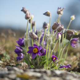 Botanischer_Garten_Wuerzburg_20120401-023