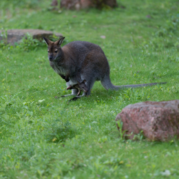 Zoo_Hannover-20130822-550
