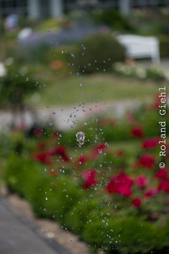 Palmengarten_Frankfurt-20130721-02