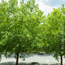 Klassikstadt Frankfurt Juni 2018