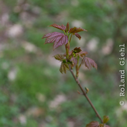 Alte_Opel_Rennstrecke-20130421-11