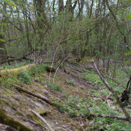 Alte_Opel_Rennstrecke-20130421-18