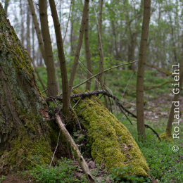 Alte_Opel_Rennstrecke-20130421-14