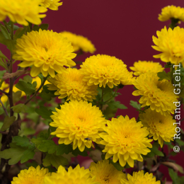 Andernach_Geysir_20141025_001