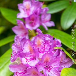 Ausflug_Odenwald_20190526_001