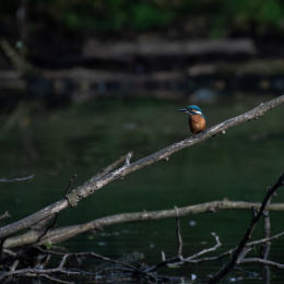 FFM_Stadtwald-Weiher_017_20160120