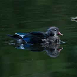 FFM_Stadtwald-Weiher_016_20160120