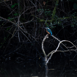 FFM_Stadtwald-Weiher_015_20160120