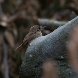 FFM_Stadtwald-Weiher_010_20160120