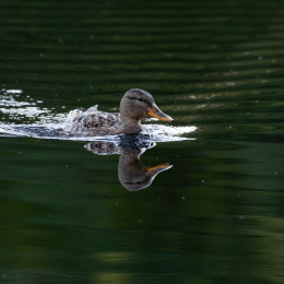 FFM_Stadtwald-Weiher_005_20160120