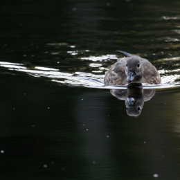 FFM_Stadtwald-Weiher_006_20160120