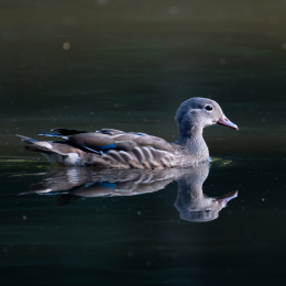 FFM_Stadtwald-Weiher_001_20160120
