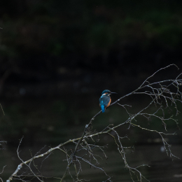 FFM_Stadtwald-Weiher_019_20160120