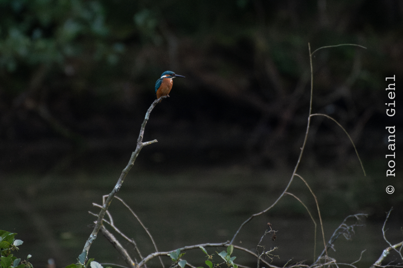 FFM_Stadtwald-Weiher_021_20160120
