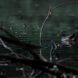 FFM_Stadtwald-Weiher_013_20160120