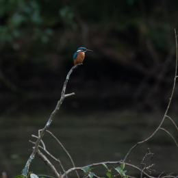 FFM Stadtwald Weiher