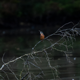 FFM_Stadtwald-Weiher_020_20160120