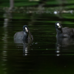 FFM_Stadtwald-Weiher_014_20160120
