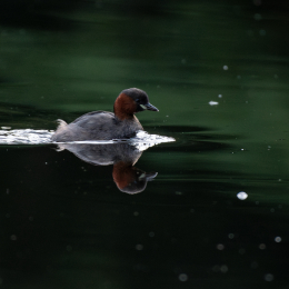 FFM_Stadtwald-Weiher_007_20160120