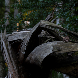 FFM_Stadtwald-Weiher_012_20160120