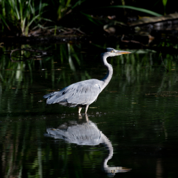 FFM_Stadtwald-Weiher_004_20160120