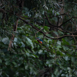 FFM_Stadtwald-Weiher_018_20160120