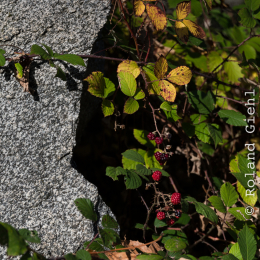 Felsenmeer_Lautertal_20171015_018