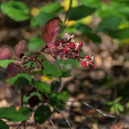 Felsenmeer_Lautertal_20171015_007