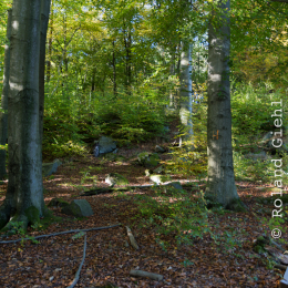 Felsenmeer_Lautertal_20171015_026