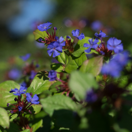 Frankfurt-Spaziergang-mit-bot-Garten_20160925_010