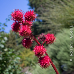 Frankfurt-Spaziergang-mit-bot-Garten_20160925_014