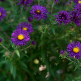 Frankfurt-Spaziergang-mit-bot-Garten_20160925_011