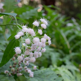 Frankfurt-Spaziergang-mit-bot-Garten_20160925_015