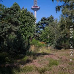 Frankfurt-Spaziergang-mit-bot-Garten_20160925_018