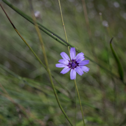 Frankfurt-Spaziergang-mit-bot-Garten_20160925_020