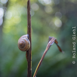 Frankfurt-Spaziergang-mit-bot-Garten_20160925_017