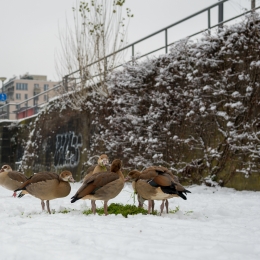 Franfurt_Westhafen_20210117_0004