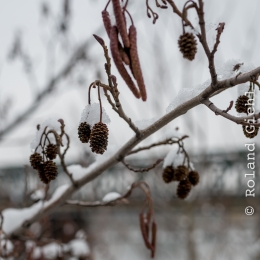 Franfurt_Westhafen_20210117_0010