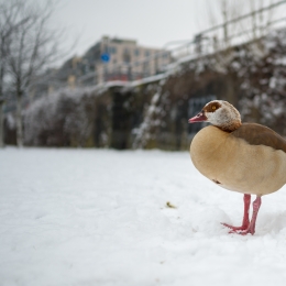 Franfurt_Westhafen_20210117_0005