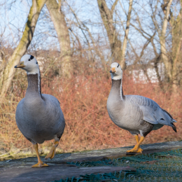 Spaziergang am Main_20170213_003