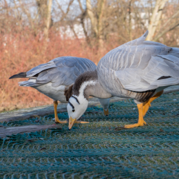 Spaziergang am Main_20170213_002